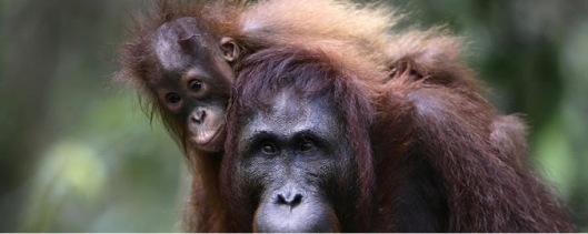 RSF Orangutan
